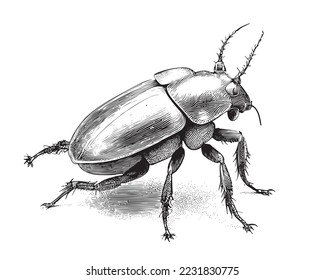 Beetle insect sketch hand drawn in engraved style sketch Vector illustration.