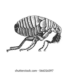 beetle, insect species isolated engraved, hand drawn animal in vintage style