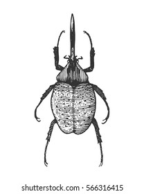 beetle, insect species isolated engraved, hand drawn animal in vintage style.