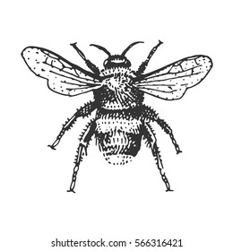 Bee Handdrawing Insect Sketch Vector Illustration Stock Vector (Royalty ...