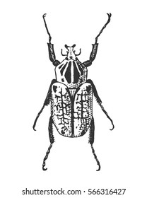 beetle, insect species isolated engraved, hand drawn animal in vintage style.