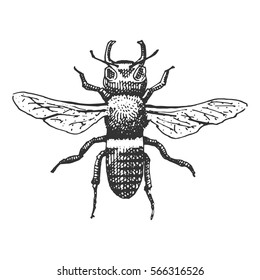 beetle, insect species isolated engraved, hand drawn animal in vintage style.