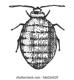 beetle, insect species isolated engraved, hand drawn animal in vintage style.