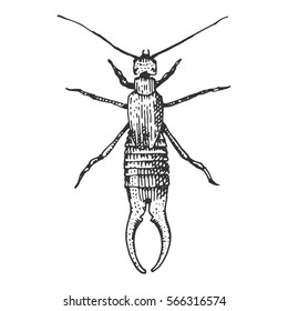 beetle, insect species isolated engraved, hand drawn animal in vintage style.