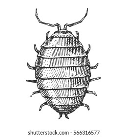 beetle, insect species isolated engraved, hand drawn animal in vintage style.