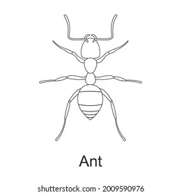 Beetle insect vector outline icon. Vector illustration bug insect on white background. Isolated outline illustration icon of beetle pest .