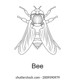 Beetle insect vector outline icon. Vector illustration bug insect on white background. Isolated outline illustration icon of beetle pest .
