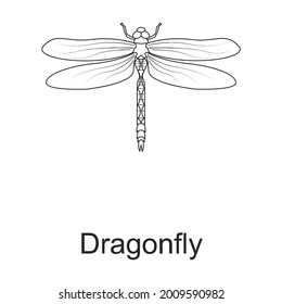 Beetle insect vector outline icon. Vector illustration bug insect on white background. Isolated outline illustration icon of beetle pest .