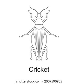 Beetle insect vector outline icon. Vector illustration bug insect on white background. Isolated outline illustration icon of beetle pest .
