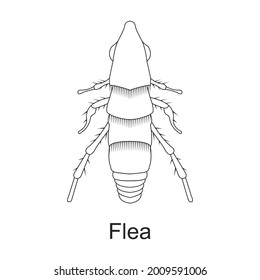 Beetle insect vector outline icon. Vector illustration bug insect on white background. Isolated outline illustration icon of beetle pest .