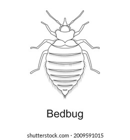 Beetle insect vector outline icon. Vector illustration bug insect on white background. Isolated outline illustration icon of beetle pest .