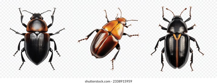 Beetle insect vector set isolated on white