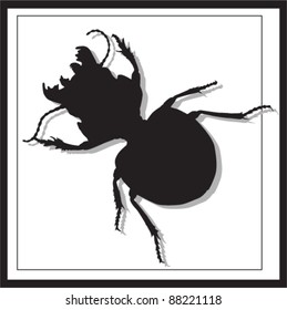 beetle isolated on a white background