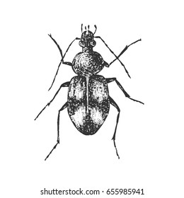 Beetle isolated on white, vintage engraved illustration.