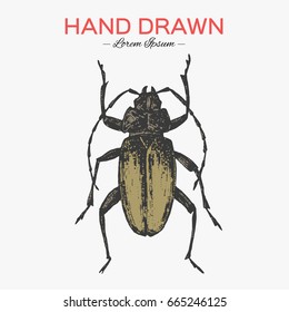 Beetle isolated on white, vintage engraved illustration.