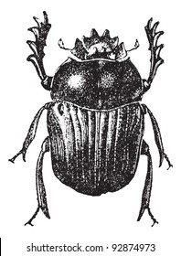 Beetle isolated on white, vintage engraved illustration. Dictionary of words and things - Larive and Fleury - 1895.