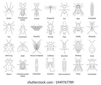 Beetle isolated outline set icon. Vector outline set icon insect . Vector illustration beetle on white background.