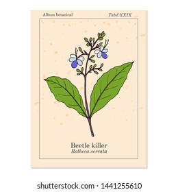 Beetle killer, or blue-flowered glory tree, blue fountain bush (Clerodendrum serratum), medicinal plant. Hand drawn botanical vector illustration