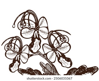 Beetle killer,(Clerodendrum serratum), medicinal plant. Hand drawn botanical vector illustration