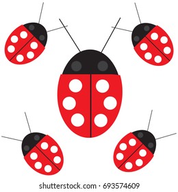 A beetle of a ladybug. Happy beetle. Creeping insect.