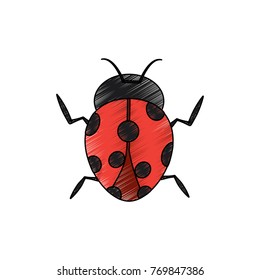 beetle ladybug insect bug icon image 