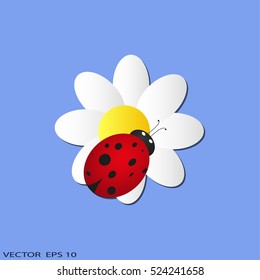 Beetle Ladybug on daisy flower