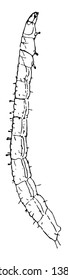 Beetle Larva which is usually the principal feeding stage of the beetle life cycle, vintage line drawing or engraving illustration.