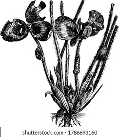 Beetle larvae feeding on plant, vintage line drawing or engraving illustration.