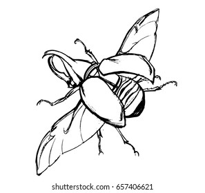 Beetle line