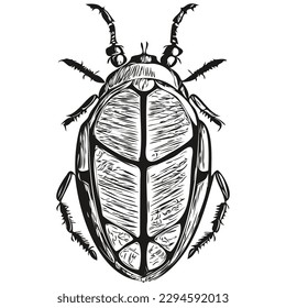 beetle logo, black and white illustration hand drawing beetles
