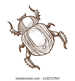 Beetle monochrome sketch outline insect white vector illustration