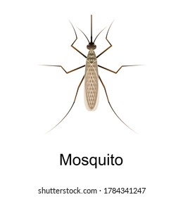Beetle mosguito vector icon.Realistic vector icon isolated on white background beetle mosguito.