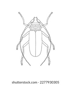 Beetle - moustache, simple outline drawing with black line, hand-drawn, vector. Beetle with long whiskers top view, coloring.