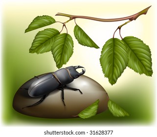beetle in nature friendly environment