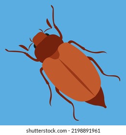 beetle on a blue background