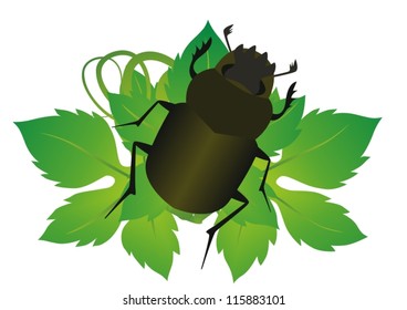 Beetle on a grape leaf. The illustration on a white background.