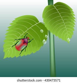 beetle on green leaves, vector illustration