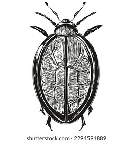 escarabajo sobre fondo blanco, escarabajos ilustradores a mano
