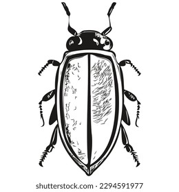 beetle on white background, hand draw illustration beetles
