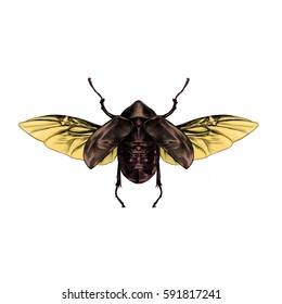 beetle with open wings top view, symmetric, flies, sketch, vector, graphic,  colored drawing