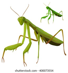 Beetle praying mantis isolated on a white background. Vector illustration.