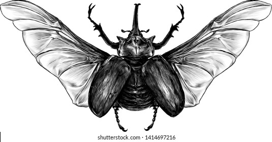 beetle Rhino top view with wings, sketch vector graphics monochrome illustration on white background