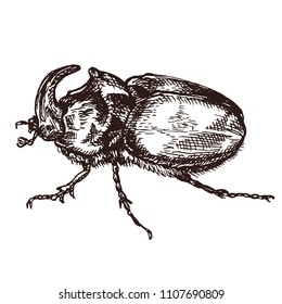 beetle rhinoceros drawing in style engraving sketch vector