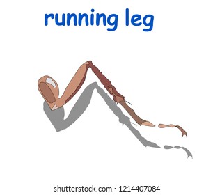 beetle running leg isolated on white background. vector illustration.