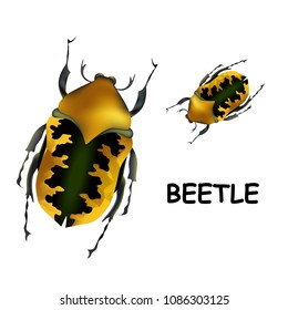 Beetle. Set of colorful beetles and bugs. Hand-drawn vector illustration.