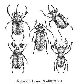 conjunto de besouro desenhado à mão. antenas elytra, entomologia biodiversidade, espécies habitat besouro vetor esboço. ilustração preta isolada