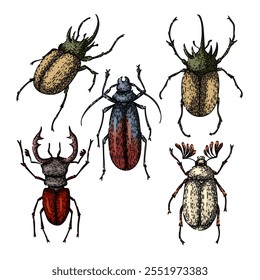 conjunto de besouro desenhado à mão. antenas elytra, entomologia biodiversidade, espécies habitat besouro vetor esboço. cor isolada ilustração