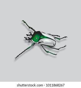 Beetle with shadow on grey background. Realistic insect with a gray back. Vector illustration