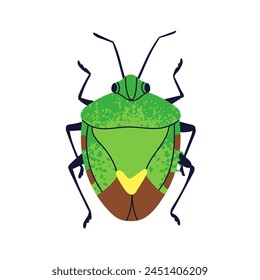 Escarabajo, escudo, bicho apestoso, vista superior. Especies de fauna forestal. Pequeño animal salvaje de la plaga. Abstractas insecto ficticio. Ilustración vectorial gráfica plana aislada sobre fondo blanco