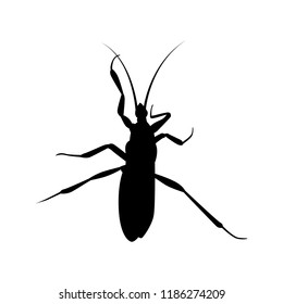 Beetle silhouette vector. Insect in black and white concept.